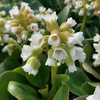 Bergenia 'Diamond Drops'